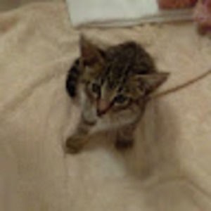 Meet your Posher, Shanmaria